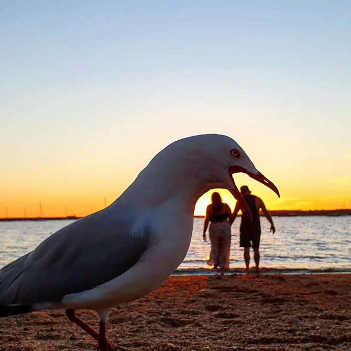 Australia is famed for being home to many creatures: some cute, like kangaroos and koalas, and others less so, like the abundance of snakes and spiders. But some, while perhaps less dangerous, are definitely more prominent, like seagulls.