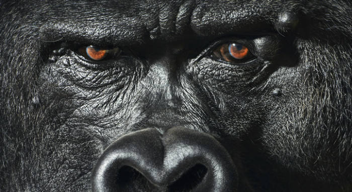 Incredibly detailed gorilla face.