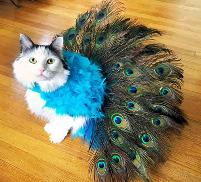 "Pretty Peacock Cat Costume I Made For Sophie"