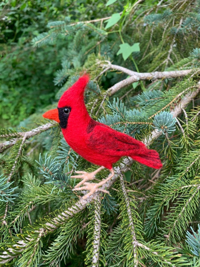 18. Cardinal bird