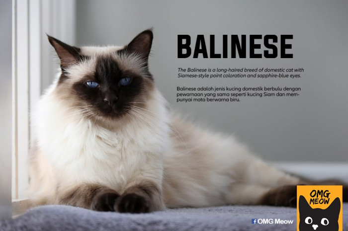 33. Balinese