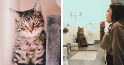 Cat Learns How to Brush His Teeth Every Day Just Like His Human