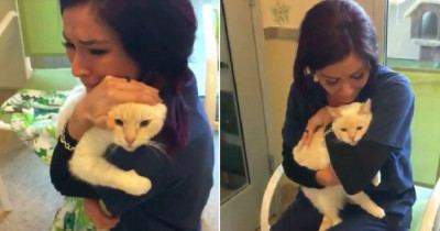 Diego The Cat Was Missing For Two Years And Now Has Finally Reunited With His Owner