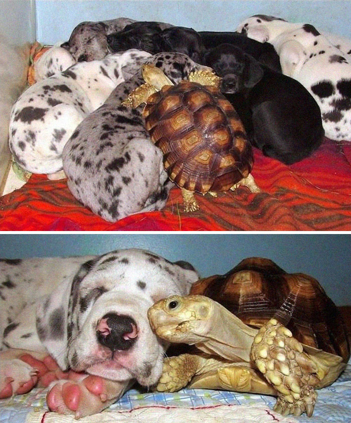 25. This rescued tortoise found an unusual new family.