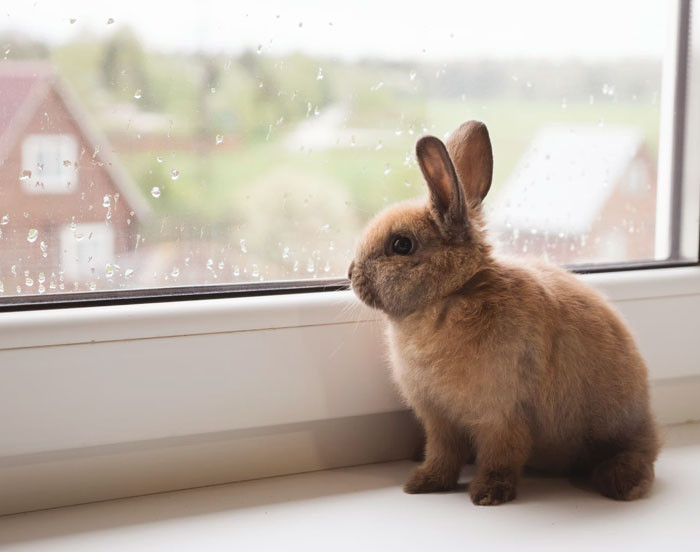 This rabbit is a drama queen.