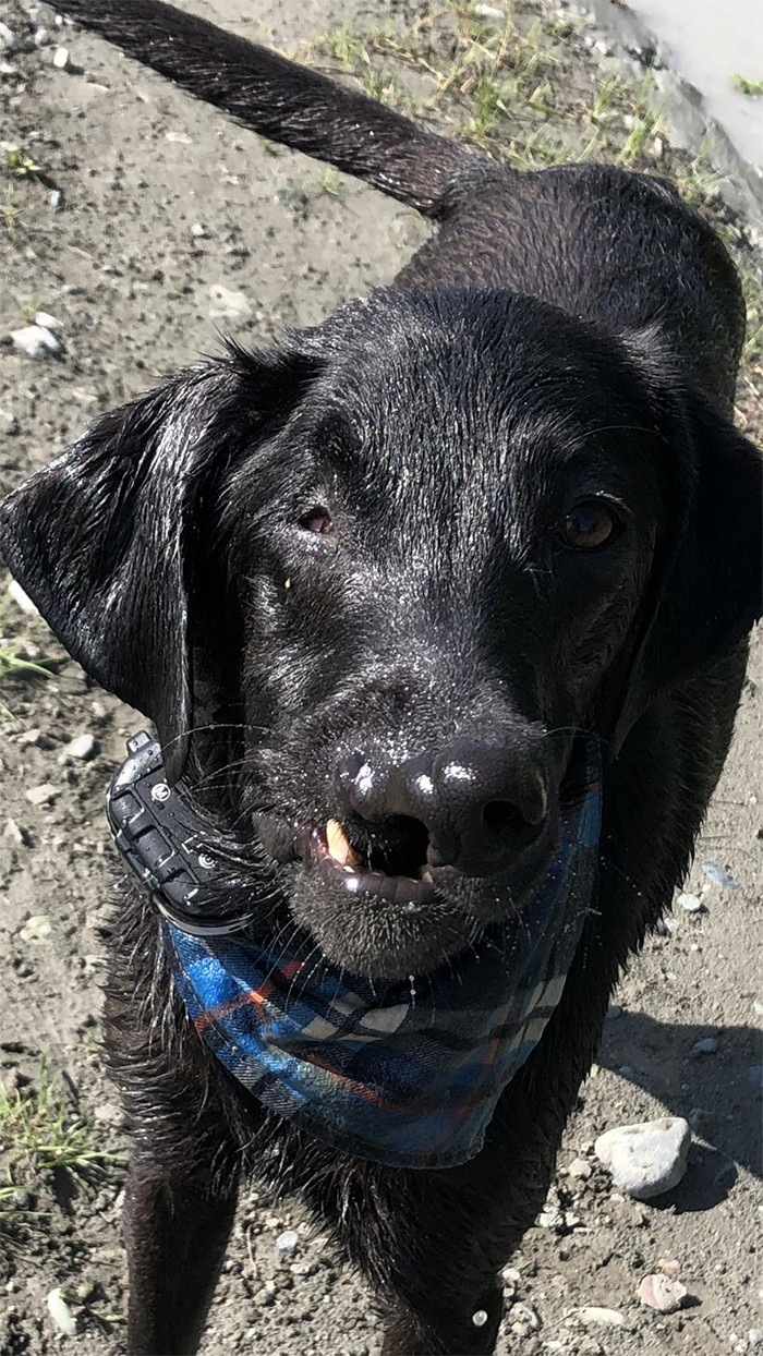 “Felix went to the river today for the first time since his surgery for the purpose of getting his face wet!”