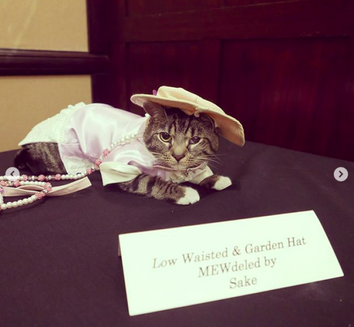 Two cats at a 1920s themed cat show, Mango and Aodhan