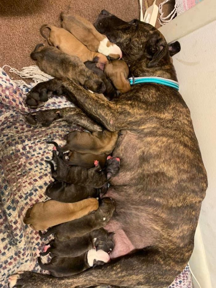 39. "My friend found a momma pup in a parking lot a week ago. He knew she was pregnant and decided to help her out. Little did he know she would have fifteen (15) puppies!!! Holy cow. Can’t wait to cuddle these babies!"