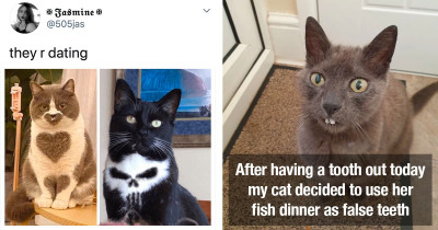 Peculiar Cats Leave Us Amused and Confused at the Same Time