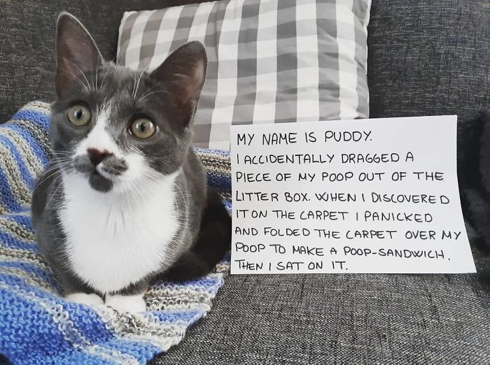 9. "I Feel Like A Little Bit Of Cat-Shaming Is Okay Here"