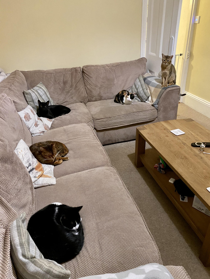 9. "My cats are doing the whole social distancing thing quite well"
