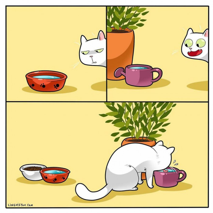 16. No matter what you give them, they go for the ones that aren't meant for them