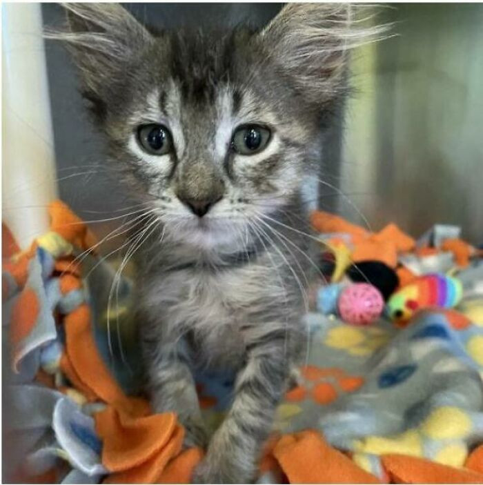 32. Getting your first cat is an amazing experience