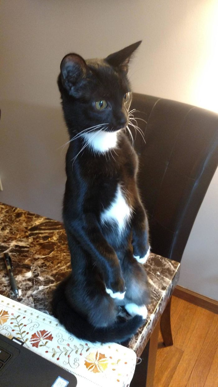 37. "We get it, Strudel. You're weird and a meerkat."