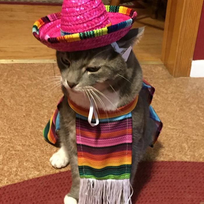 This cat's name is Jingle Bell, but she doesn't seem very jolly about her Halloween costume.