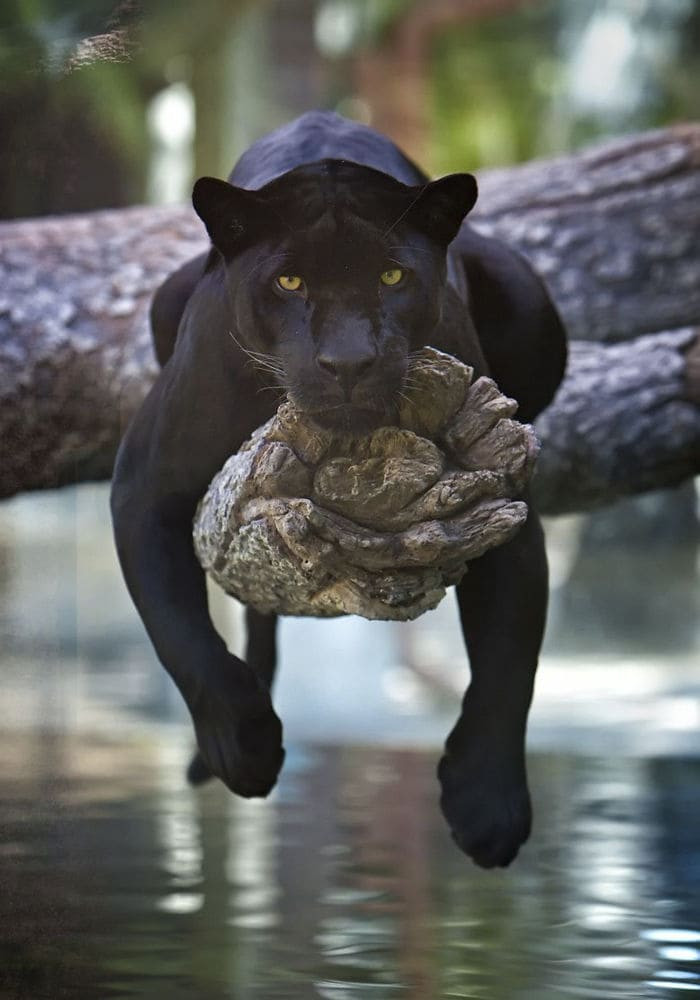 jelly cat black panther