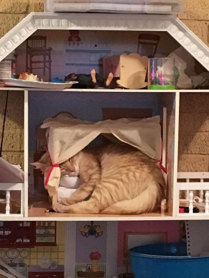 5. When the human makes a whole house just for you >>>