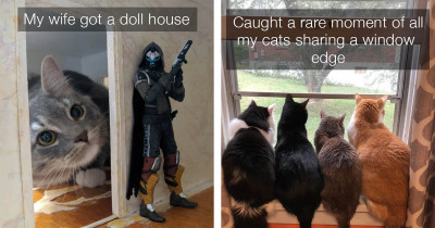 Pure Wholesome Cat Posts That Could Turn Any Cat Hater Into a Cat Lurrver
