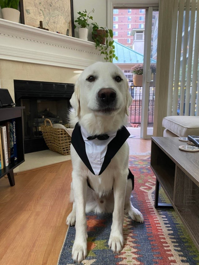 2. “My fiancée insisted on buying Geordie a tux for our wedding.”