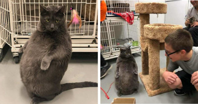 Can You Believe This Chubby, Potato-Shaped Cat Needed A Home?