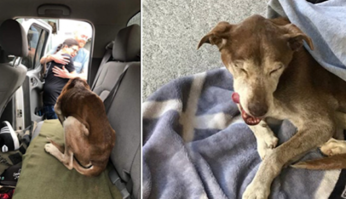 The family had searched for her, but eventually, they gave up, fearing the worst. Several weeks after the event, a group of hikers shared a post on Facebook about hearing a dog moaning in the mountains. That was a sign for Trinity. She decided to go and investigate with her partner, and they found the poor dog.