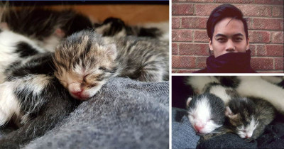 Guy Goes To His Room To Find A Sweater And Instead Finds A Litter Of Newborn Kittens
