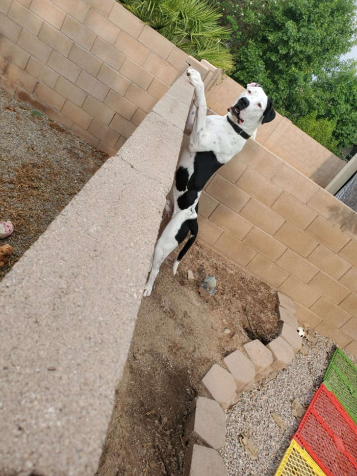 This is Rocky, the neighbor's dog.