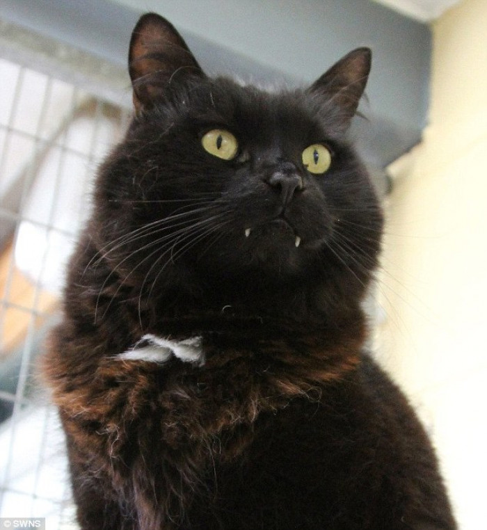 She said: "We saw him on the Blue Cross website and thought he looked and sounded great.