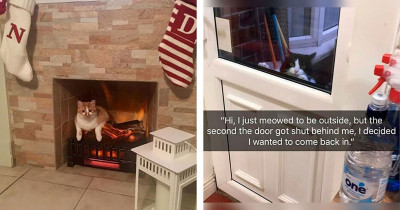 30 Times Cats Were Publicly Shamed By Their Owners For Being Jerks