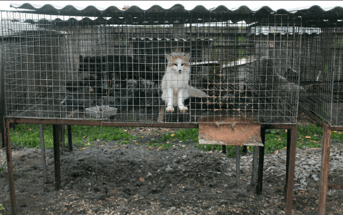 These poof foxes live with the dead bodies of their fellow animals inside their cages.