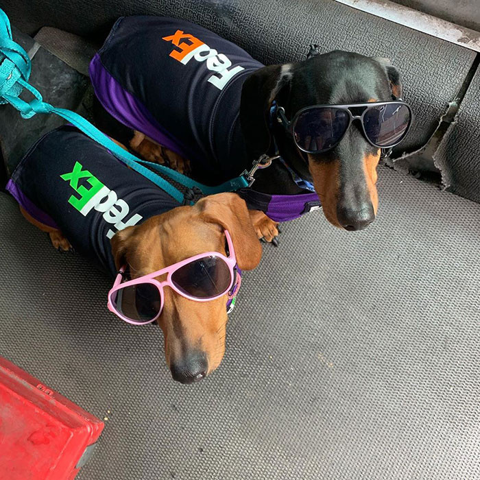 Two Adorable Dachshunds Join Their Human While He Delivers For Fedex