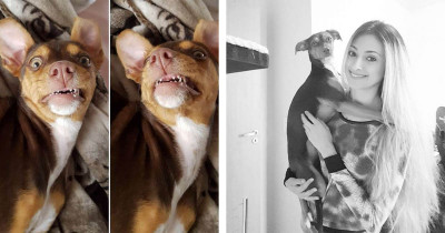 Sneaky Dog Steals Grandma’s Dentures And Puts On His Best Smile