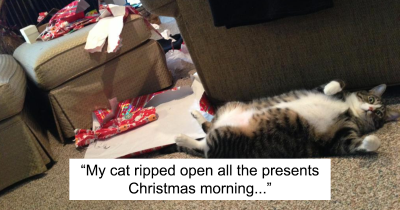 Dogs And Cats Are Trying To Destroy Christmas One Step At a Time