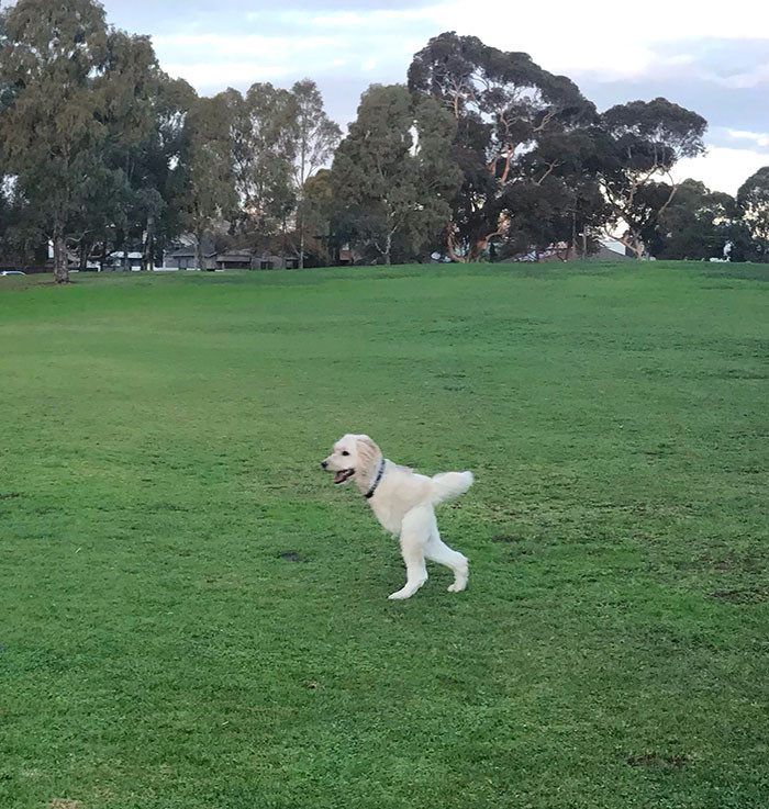 1. Only if these doggos could walk like this!