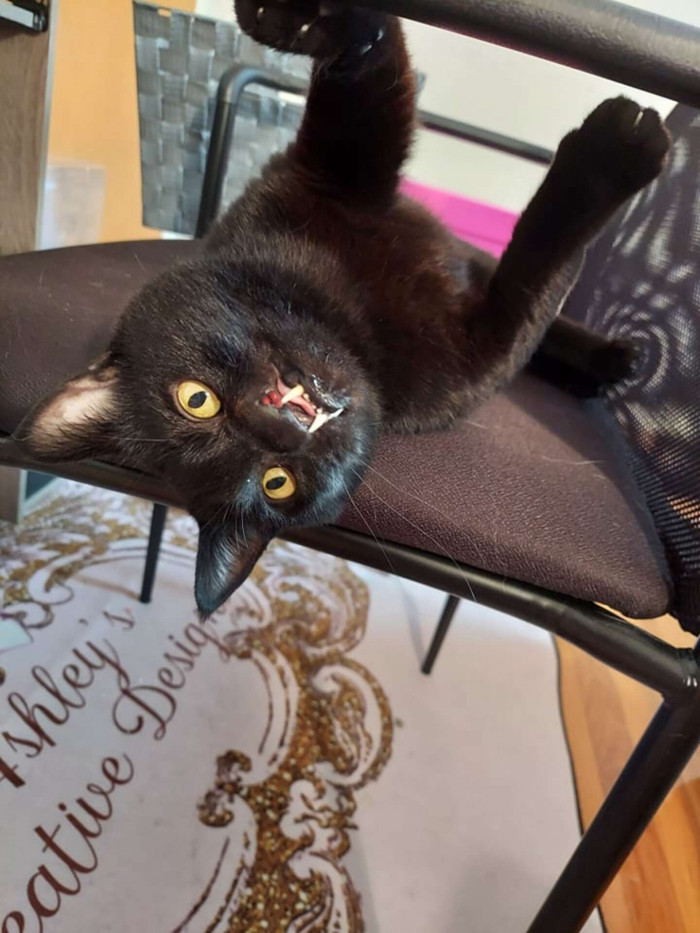 BCHS has a policy that shelter employees must wait 90 days before they can adopt. It's very easy for someone entering the industry to want to adopt all of the animals, even when that may be beyond an adopter's abilities, so this policy helps protect everyone involved in a non-biased way.