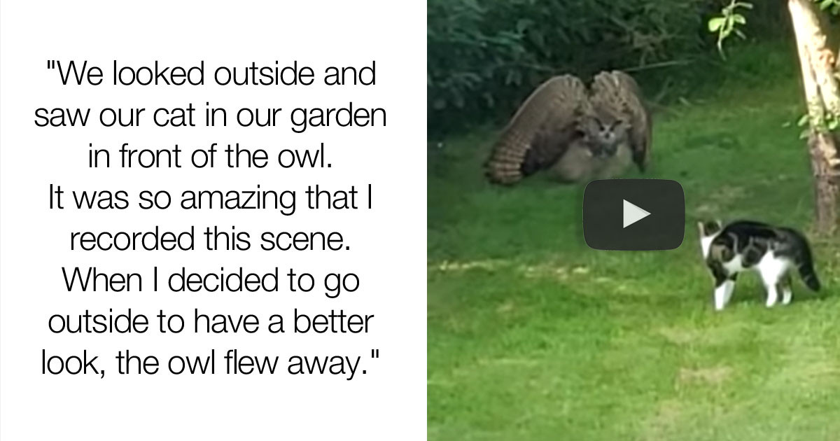 Family Cat Crosses Path With An Enormous Owl And It's Unexpectedly Terrifying