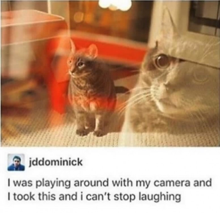 7. Introspective Cat
