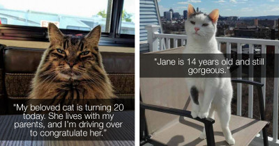 Today Is The Purr-fect Day To Celebrate These Senior Kitties
