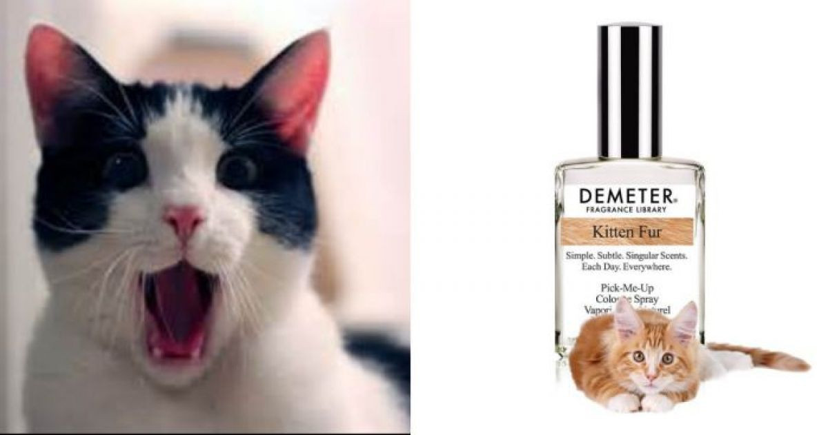 Cat People Rejoice There's A Perfume That Smells Like Kitten Fur