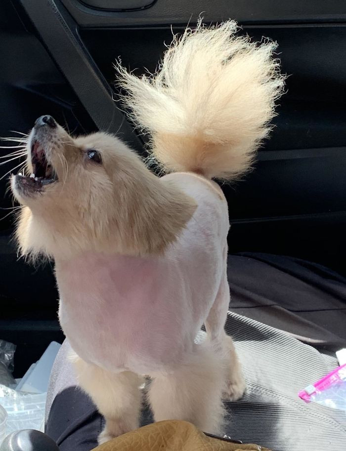 14. "My Dog Got a Haircut. Seems Pissed About It"