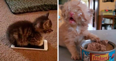 Hysterical Cats Provide Compelling Arguments In Support Of Owning Cats
