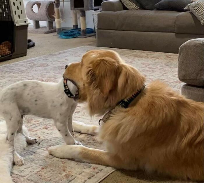 14. This dog dentist's way of checking tooth cavity.