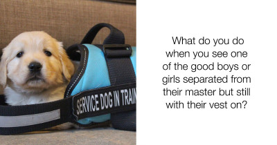People Need To Know What To Do When You See A Service Dog By Itself