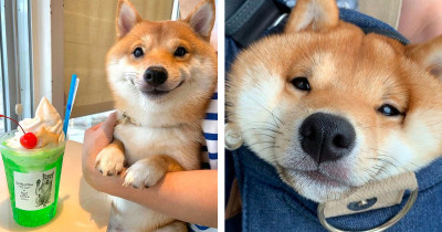Shiba Inu Dog Has A Special Love For Food, And His Smiling Reactions After Seeing Food Quickly Went Viral