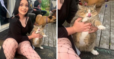 Unflattering Cat Photo Challenge Is Gaining Hilarious Momentum