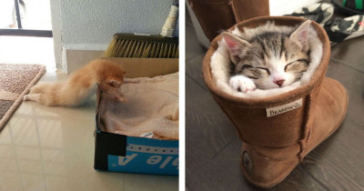Just Some Pictures of Cats Sleeping That Will Make You Ready for a Catnap