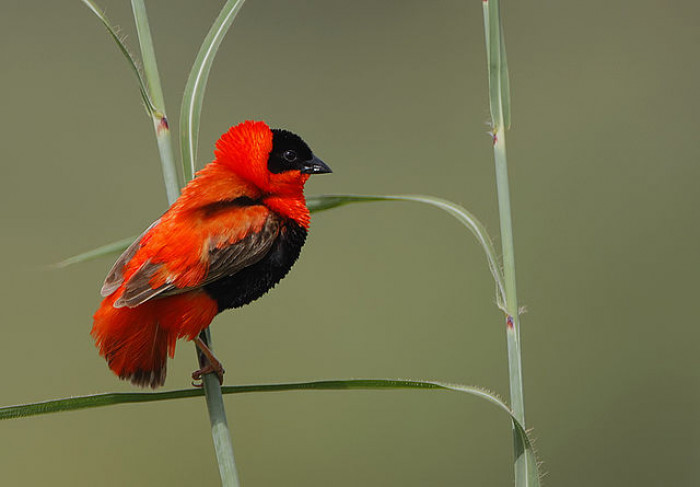 Considered as one of the most beautiful birds on Earth. 