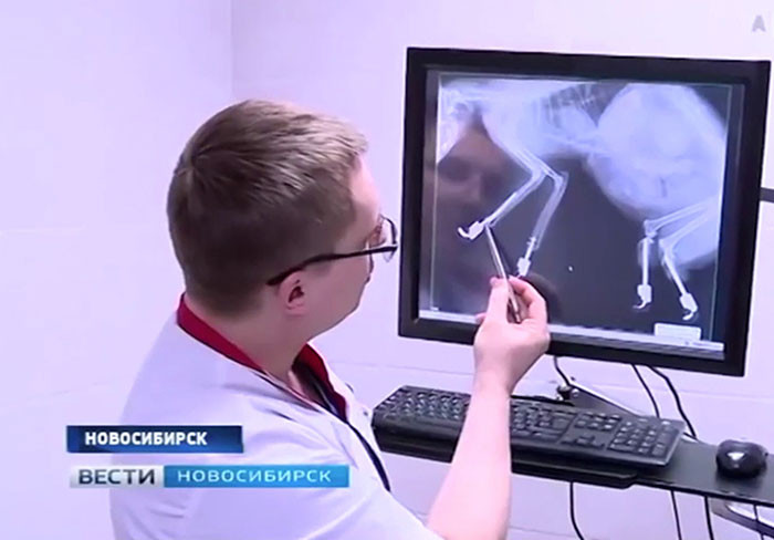 Veterinary staff fitting or adjusting one of Ryzhik’s prosthetic paws