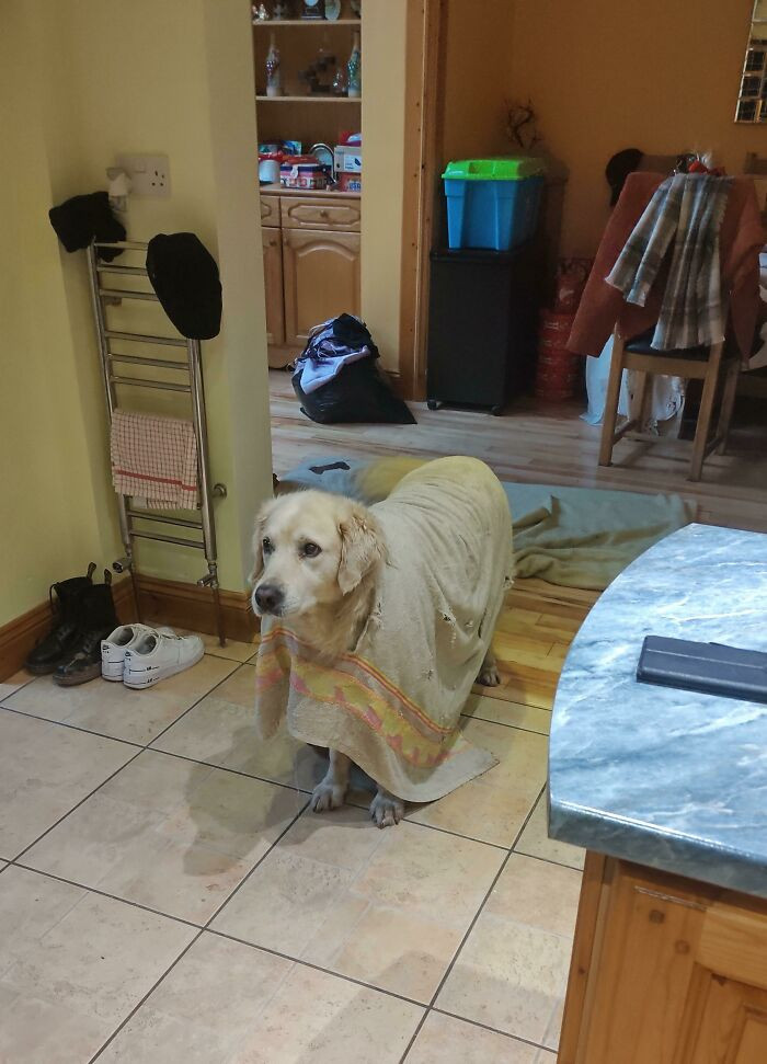 35. After chewing the towel, it became his poncho.