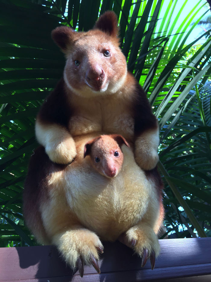 49. Baby Tree Kangaroo Hanging With It's Mama